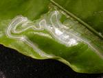 Leaf miners